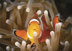 clownfish sex change