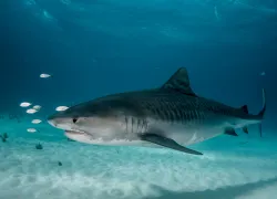 tiger shark