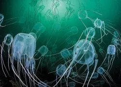 tiny_killers_geo_cloete_jellyfish_teaser_spd.jpg.webp