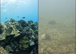 scientific coral study