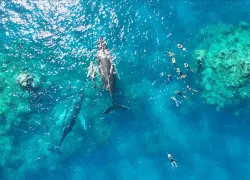 travelers-swimming-with-humpbacks-silver-banks-credit-courtesy-Jason-Flowers_Aggressor-Adventures.jpg.webp
