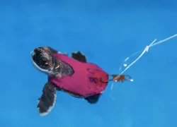 sea turtle hatchling in a swimsuit