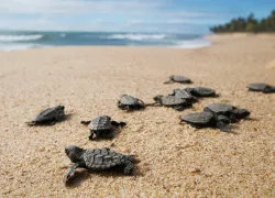 turtles_shutterstock__ Focus Pix _.jpg.webp