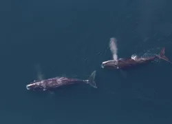 Two right whales blowing