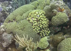 Corals at Watamula scuba diving site in Curacao