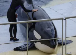 Whale in french marine park