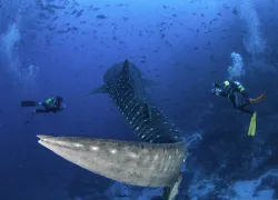 whale shark and scuba divers