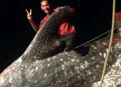 fisherman with whale shark