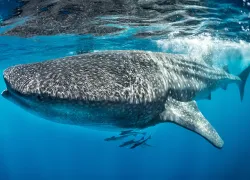 whale shark
