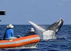 whale_humpback_sb_h__dom_md.jpg.webp