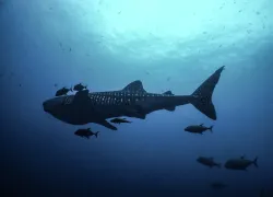 whaleshark_MartinaAlvarez.jpg.webp