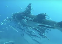 whale shark