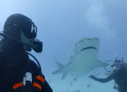 Will Smith Meets Tiger Shark