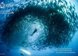 Life Below Water: for people and planet