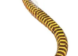 yellow-banded-pipefish-illustration_copy.jpg.webp