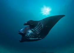 id_smaller_-_-.jpg.webp