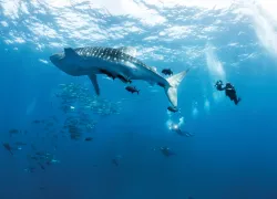 -annie_crawley-whale-shark-divers-_edit.jpg.webp