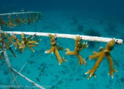 ___coralrestorationfinal.jpg.webp