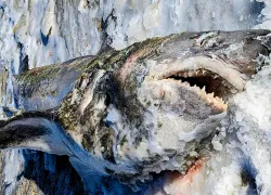_capeimagesbyamie_.jpg.webp