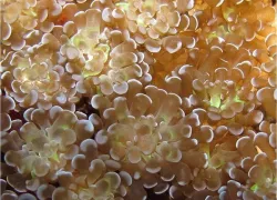 new-bubble-coral-erdmann.jpg.webp