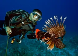 -reef_.jpg.webp