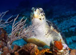 .hawksbill.sea_.turtlefinal.jpg.webp