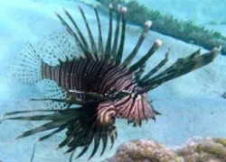 _lionfish.jpg.webp