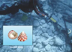 _diver_tracks_snail.jpg.webp