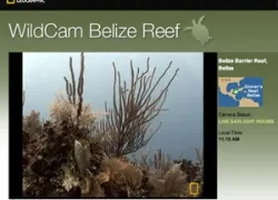 _belize_oceancam.jpg.webp