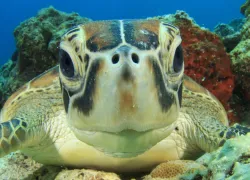 _greenseaturtle.jpg.webp