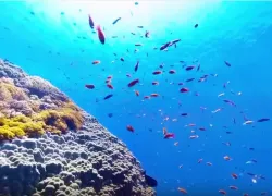 video-scubadiving-taiwan-greenisland.png.webp