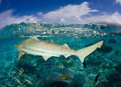 _scuba-diving-sharks.jpg.webp