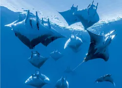 -sicklefin-devil-rays.jpg.webp