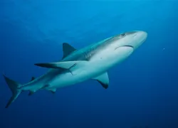 Bahamas-Caribbean-Reef-Shark-.jpg.webp