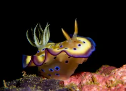 Chromodoris kuniei nudibranch.jpg.webp