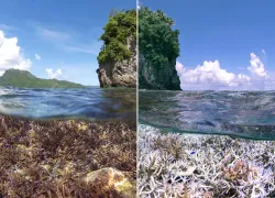 Coral-Bleaching-Photo.jpg.webp