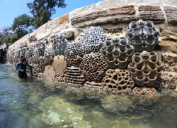 LivingSeaWalls.Sydney.ScubaDivingMag.June.jpg.webp