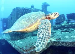 a-sea-turtle.jpg.webp