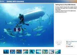 abc-sharks-stuart-cove.jpg.webp