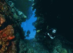ac_me-at-split-coral-head_bartnicka-.gif.webp