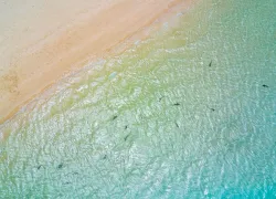 aerial-reef-sharks-isaf-shutterstock_.jpg.webp