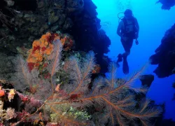 akr-diving_x.jpg.webp