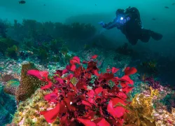 alaska-diving-.jpg.webp
