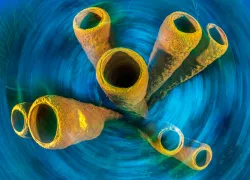 alexmustard.scubadivingmagazine.december.jpg.webp