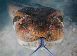 anaconda-brazil-tongue-aa-teaser-scubadiving_.jpg.webp