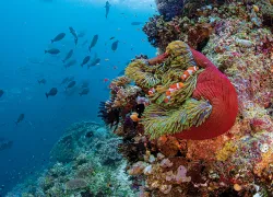 anemone-coral-triangle-annie-crawley.jpg.webp