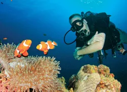 anemonefish.jpg.webp