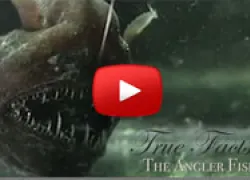anglerfishthumb.jpg.webp