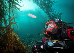 anne-and-pyrosome.patrick_webster.scubadivingmagazine.june.jpg.webp