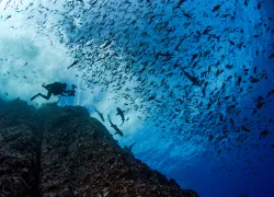 annie-crawley-diver-sharks-web.jpg.webp
